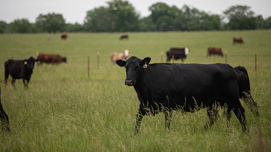 cattle on pasture